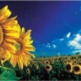 Villa Locaçoes e Buffet