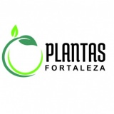 Locao de plantas Fortaleza