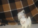 animais