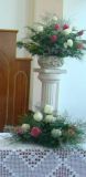 janowskycelia@hotmail_com