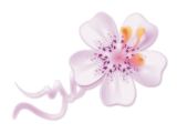 orchidea
