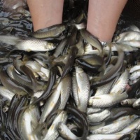 Alevines de carpa capim