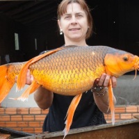 Carpa Colorida
