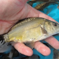 Alevino de Carpa Hungara