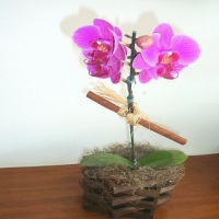 Mini orquidea R$45,00