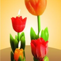 velas tulipa P. M. G.