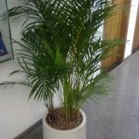 Palmeira Areca