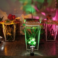Festa tropical