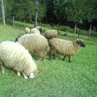 Lindos animais...