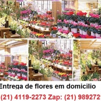 Floricultura so gonalo (21) 3710-5243