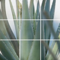 a planta de aloe vera