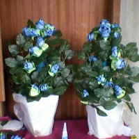 arranjo botes dee rosas azul 
E.V.A