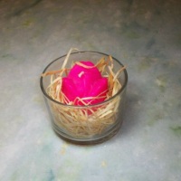 tulipa