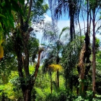 Muita natureza