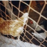 Criação de Animais