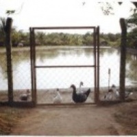 Vista Parcial do Lago